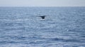 Humpback whale in MaAlaea Bay Royalty Free Stock Photo